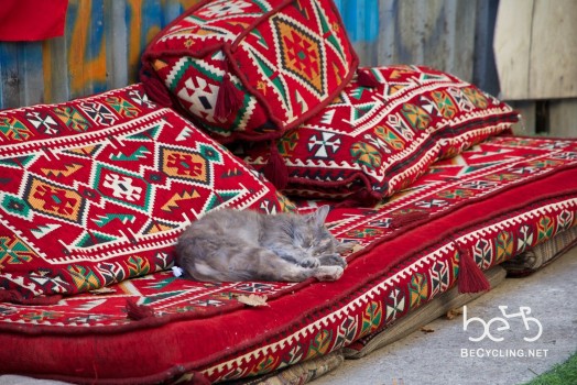 Cats and carpets