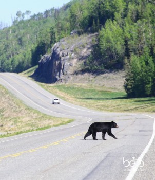 Black bear crossing the Alaska Highway