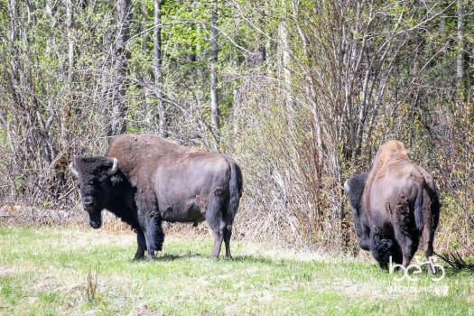 Bisons in the Northern Rockies