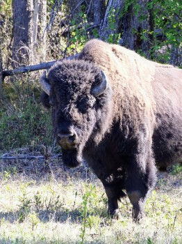 Bisons in the Northern Rockies