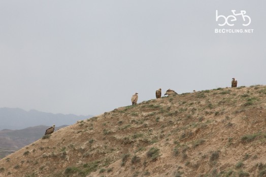 Vultures on the canyon!