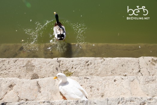 Ducks in the reservoir