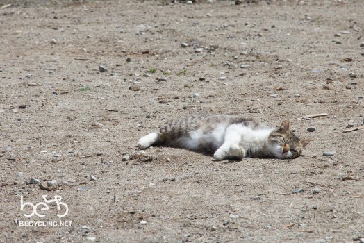 Cat resting in the sun