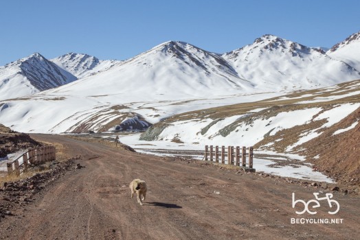 This dog warmly welcomed us in Kyrgyzstan