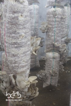 Mushrooms factory (6)