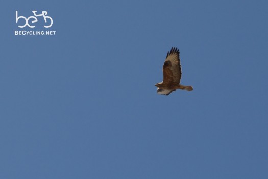 Bird of prey flying on the Ihlara Valley