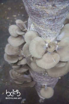 Mushrooms factory (5)