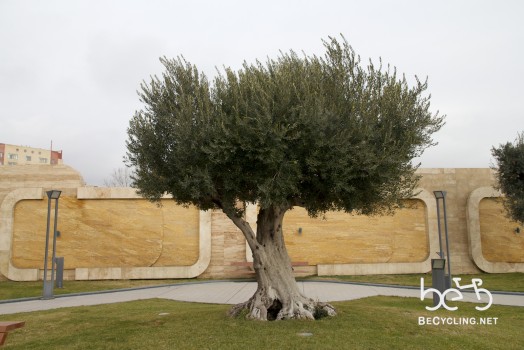 An olive tree