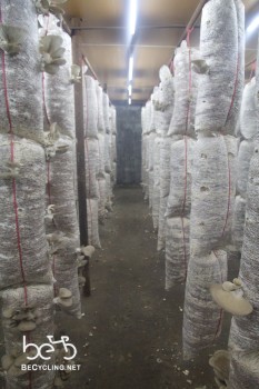 Mushrooms factory (2)