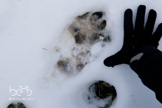 Typical wolf footprint