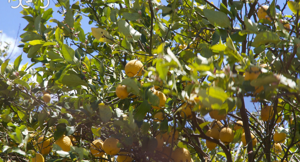 Sicilia in bicicletta – Das Land wo die Zitronen bluehn image
